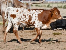 DB Fiddle's Blair Heifer