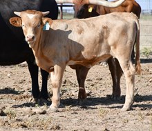 DB Fiddle's Cassidy Heifer